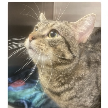 Enlarge St. Clair, a Adopted Domestic Short Hair in Germanton, NC image 1/1