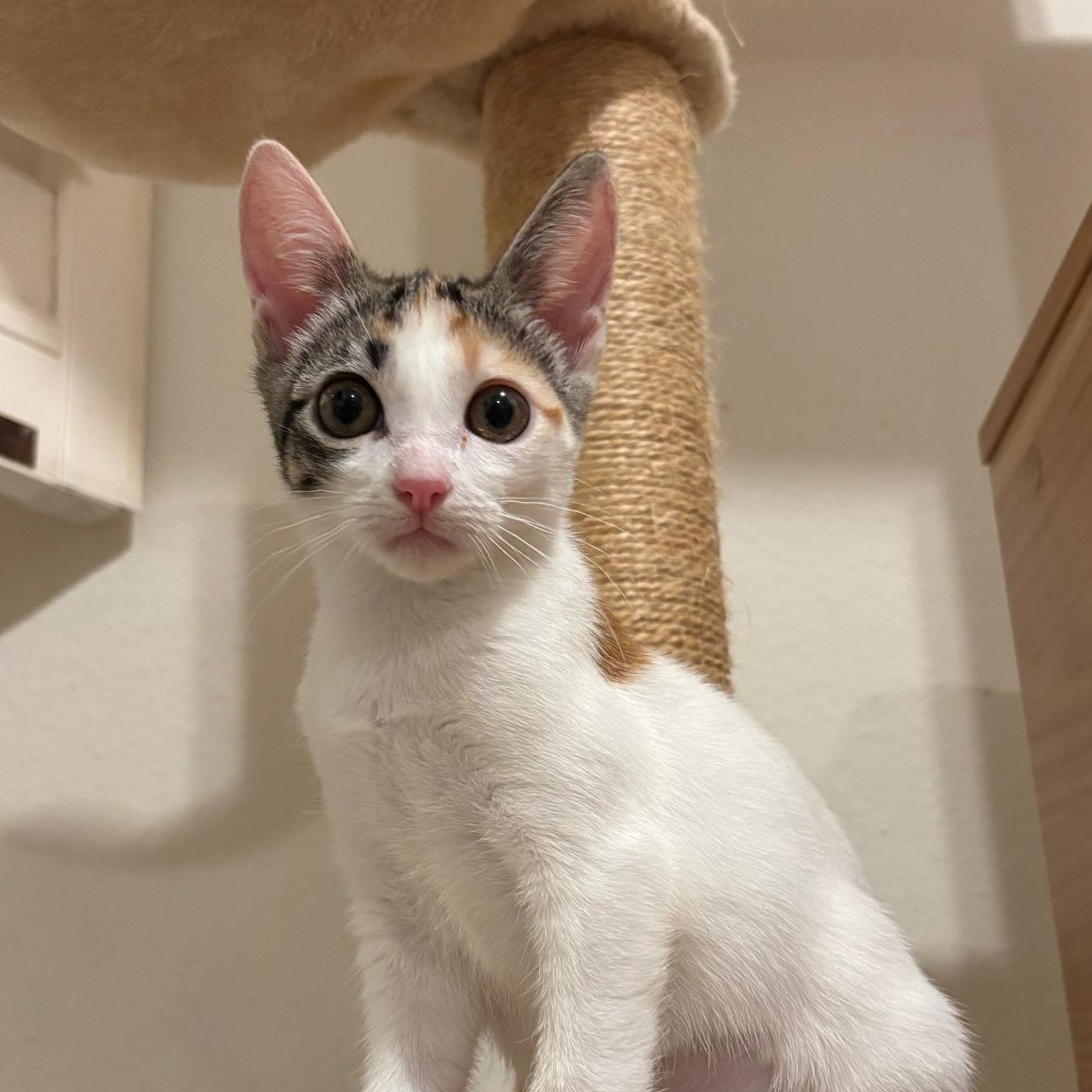Enlarge Twiggy, a Adoptable Domestic Short Hair in Arlington, VA image 2/6