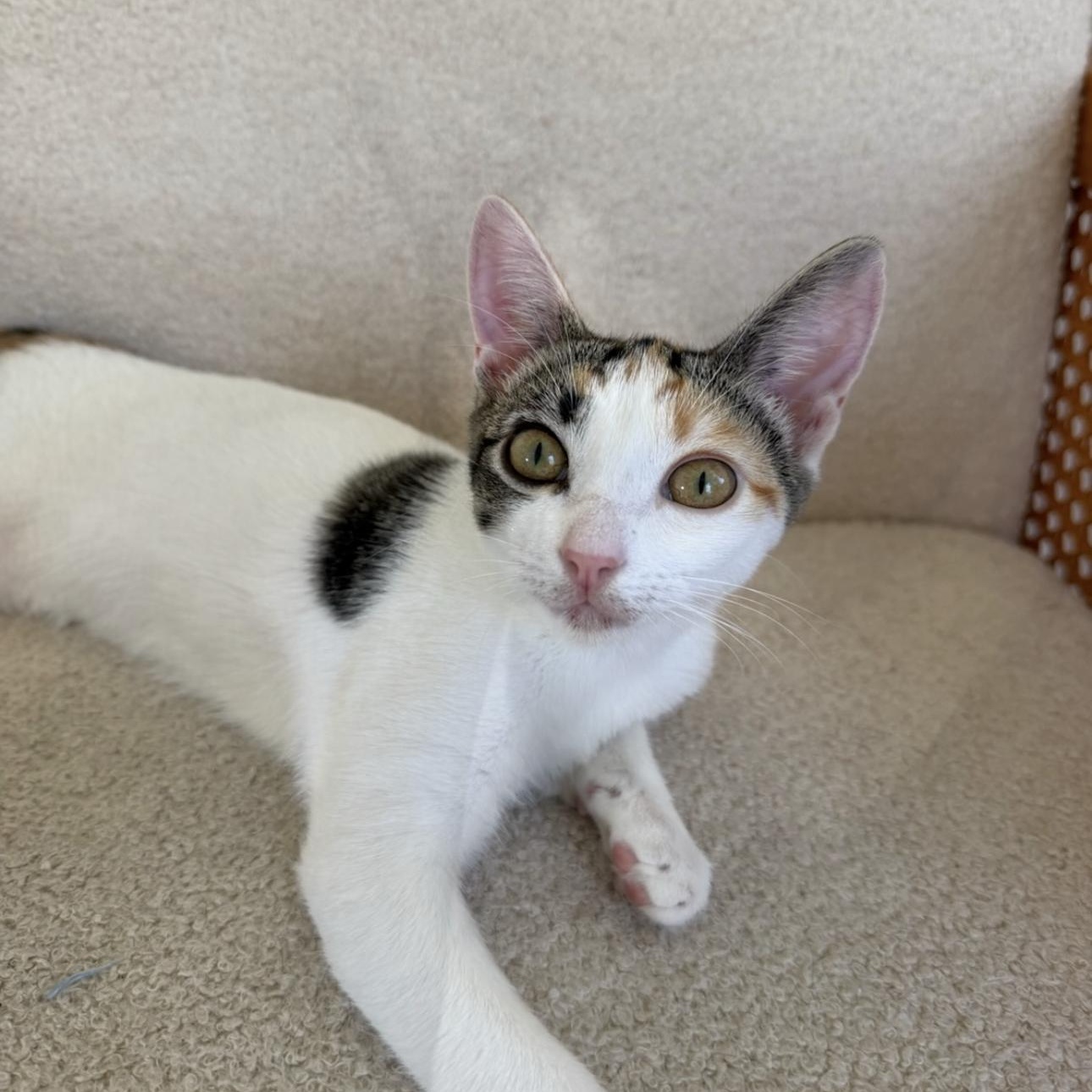 Enlarge Twiggy, a Adoptable Domestic Short Hair in Arlington, VA image 6/6