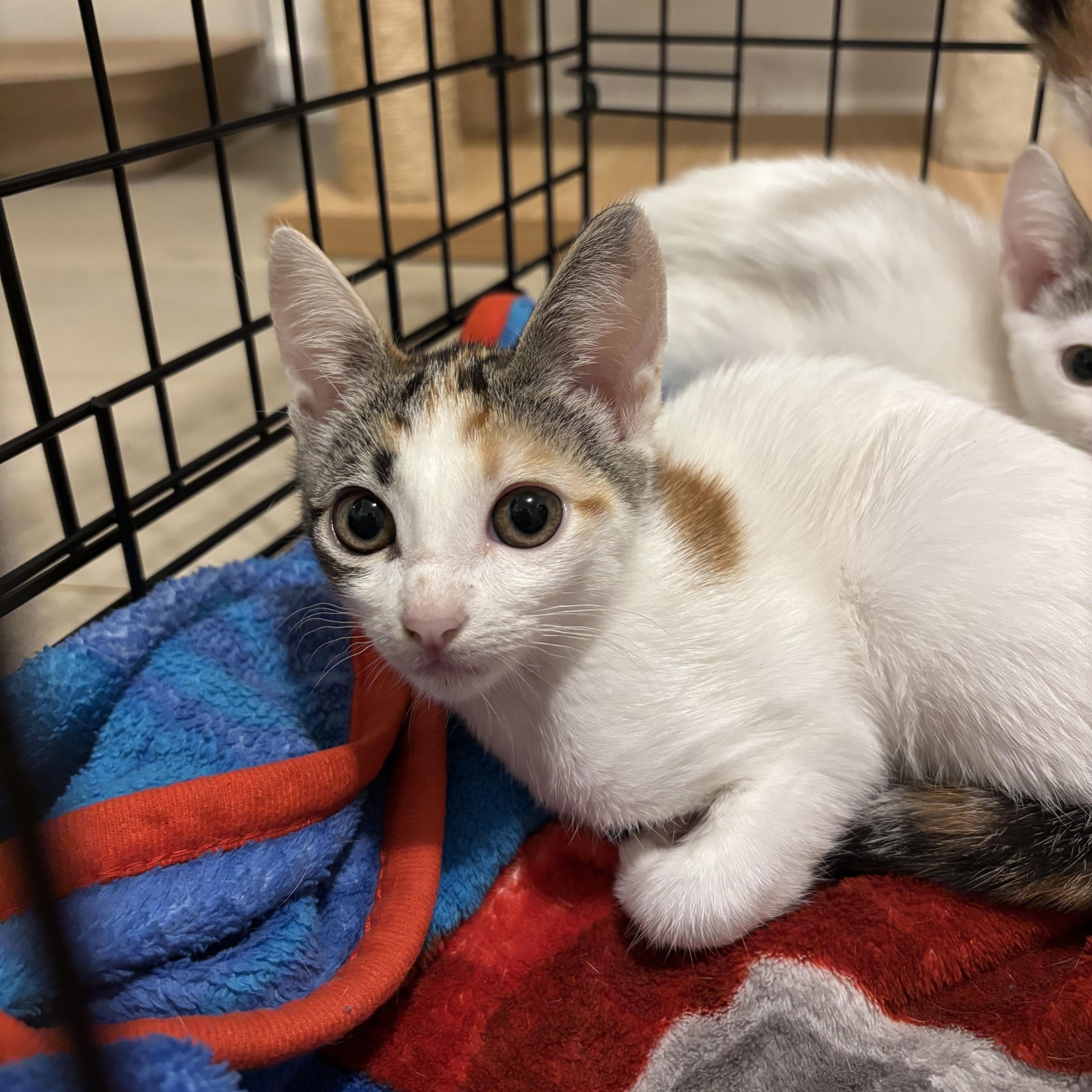 Enlarge Twiggy, a Adoptable Domestic Short Hair in Arlington, VA image 3/6