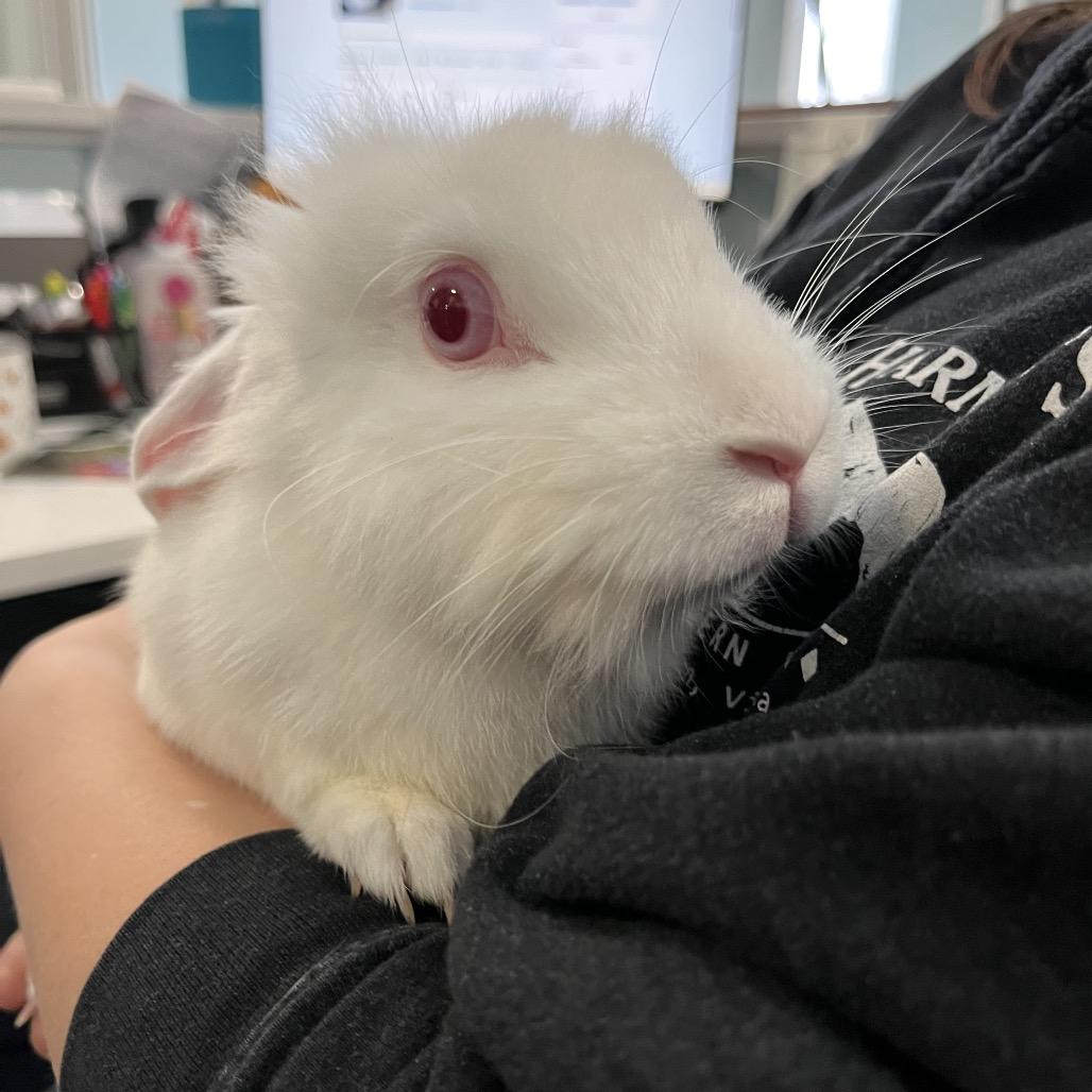 Monty Python, Adoptable, Young Female American.