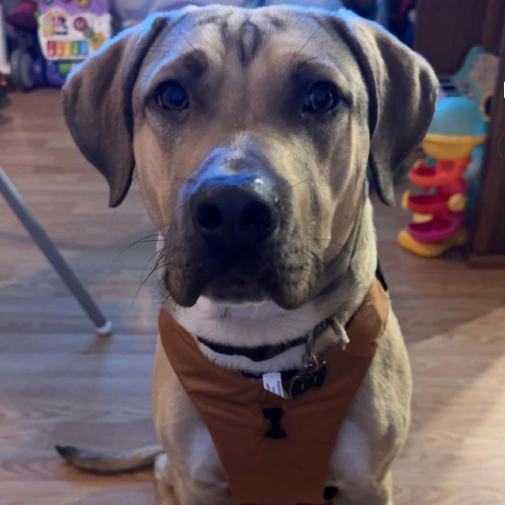 Bruno, Adoptable, Adult Male Pit Bull Terrier.