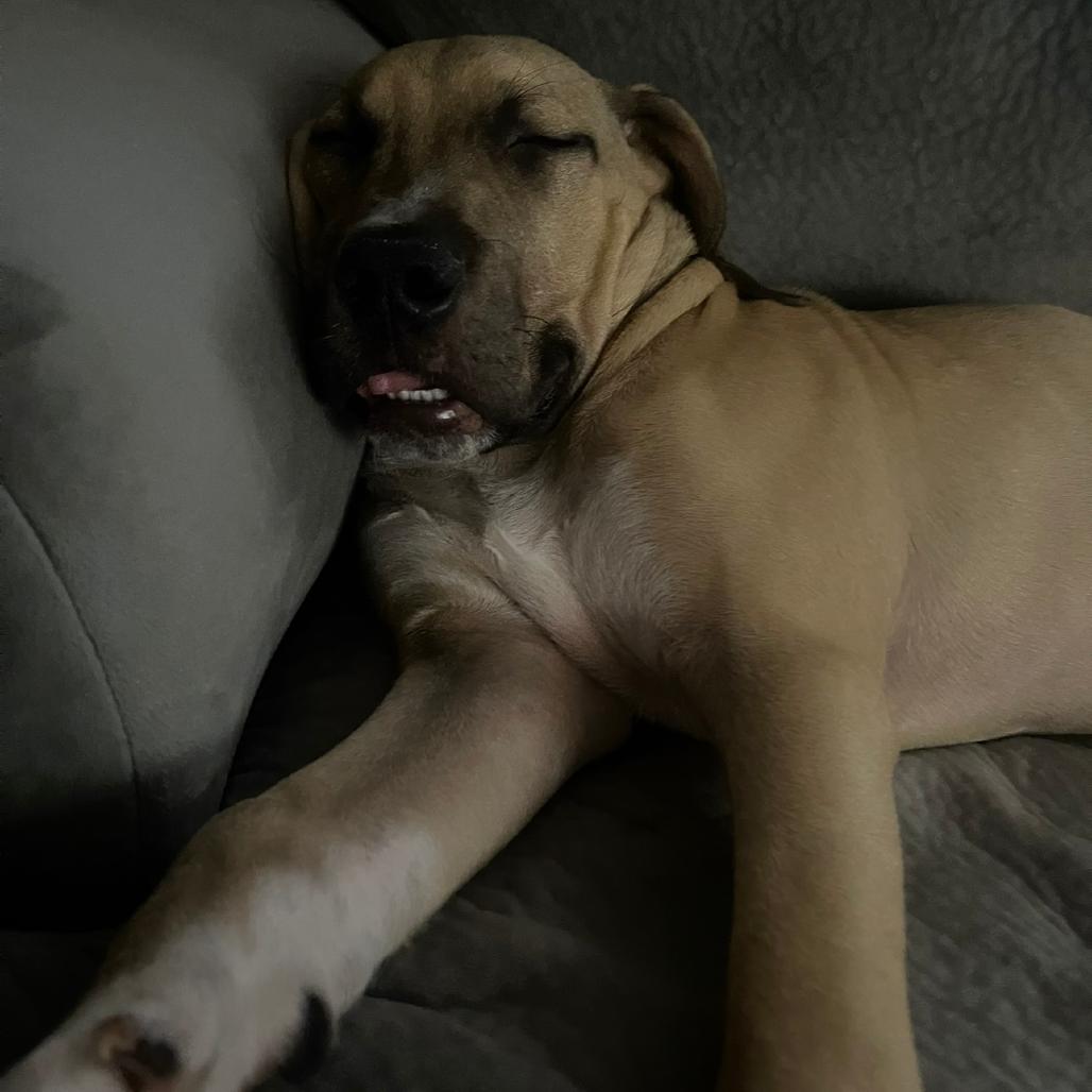 Bruno, a Adoptable Pit Bull Terrier in Roanoke, VA image 2/3