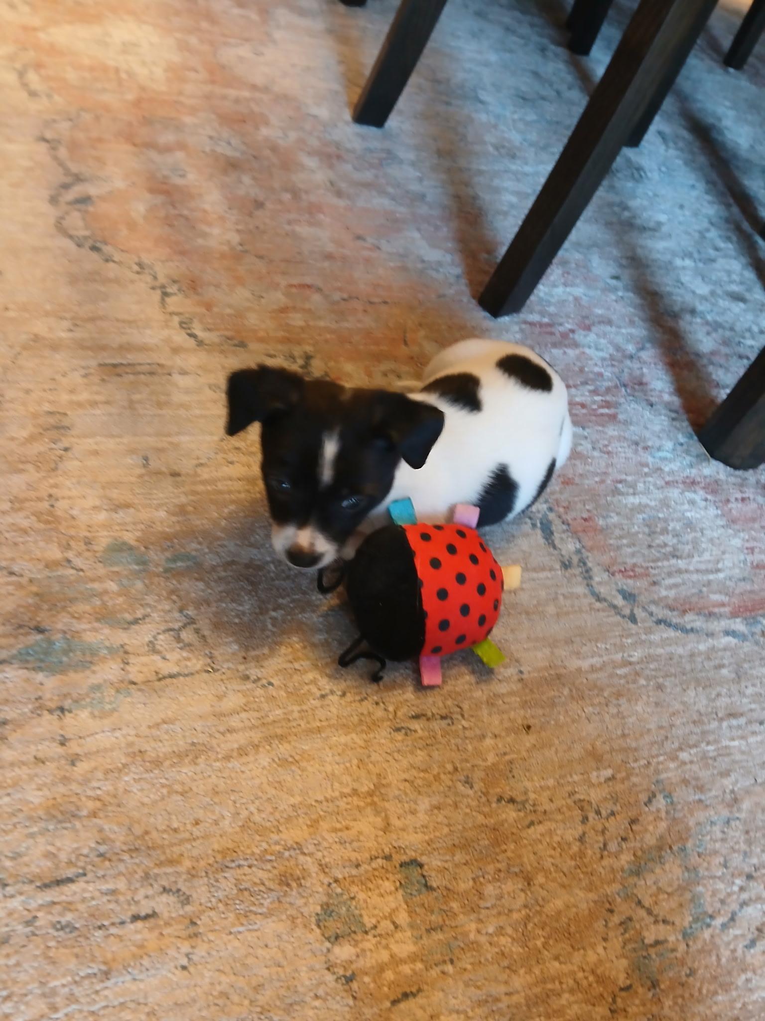 Enlarge Sassy, an adopted Chiweenie in Carnegie, OK image 1/1