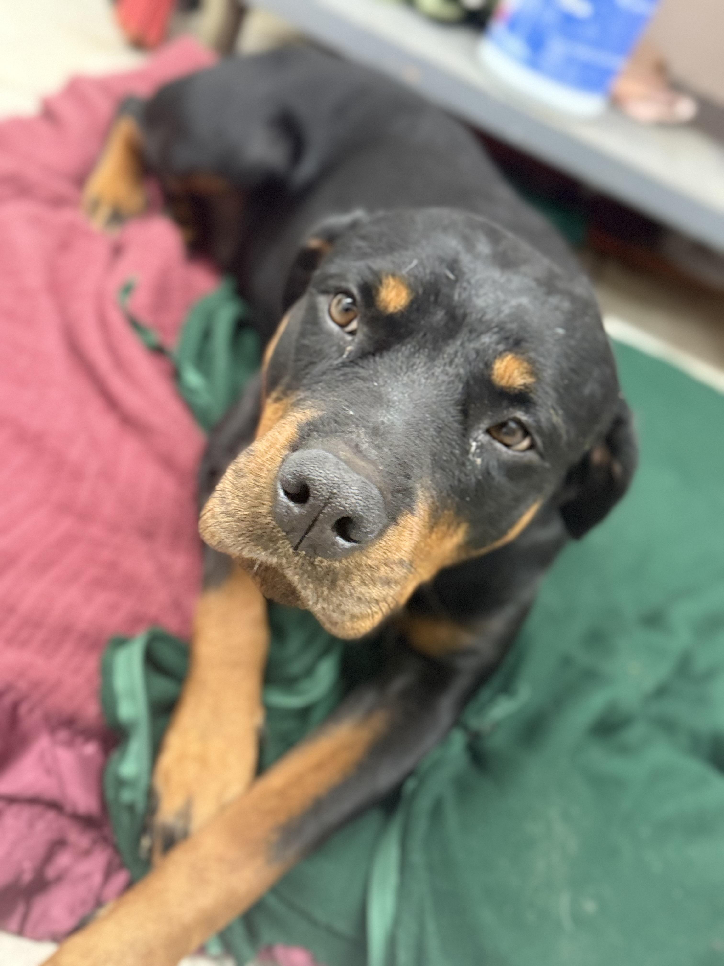 Enlarge Caddie, a Adoptable Rottweiler in Springhill, LA image 4/4