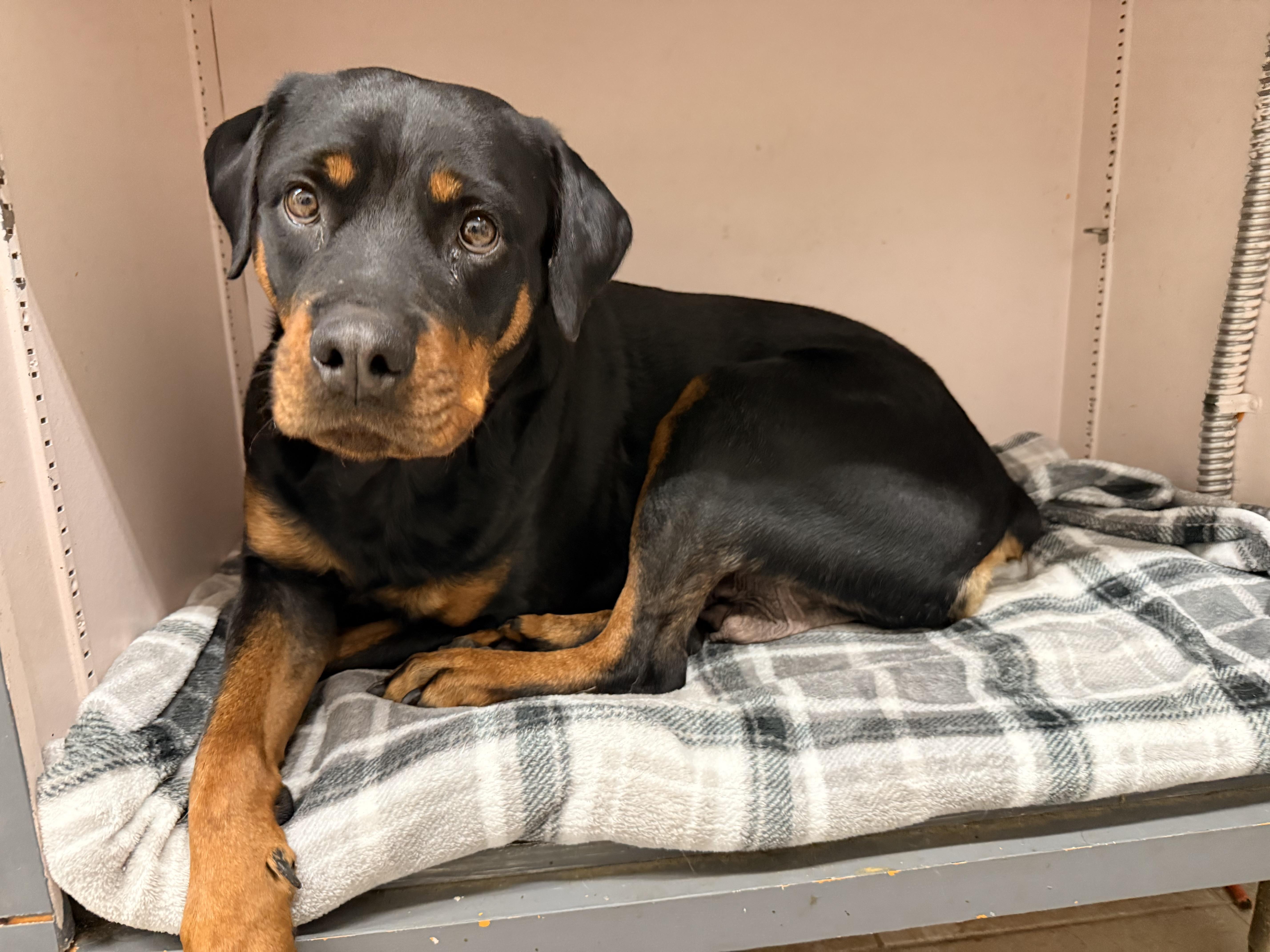 Enlarge Caddie, a Adoptable Rottweiler in Springhill, LA image 1/4