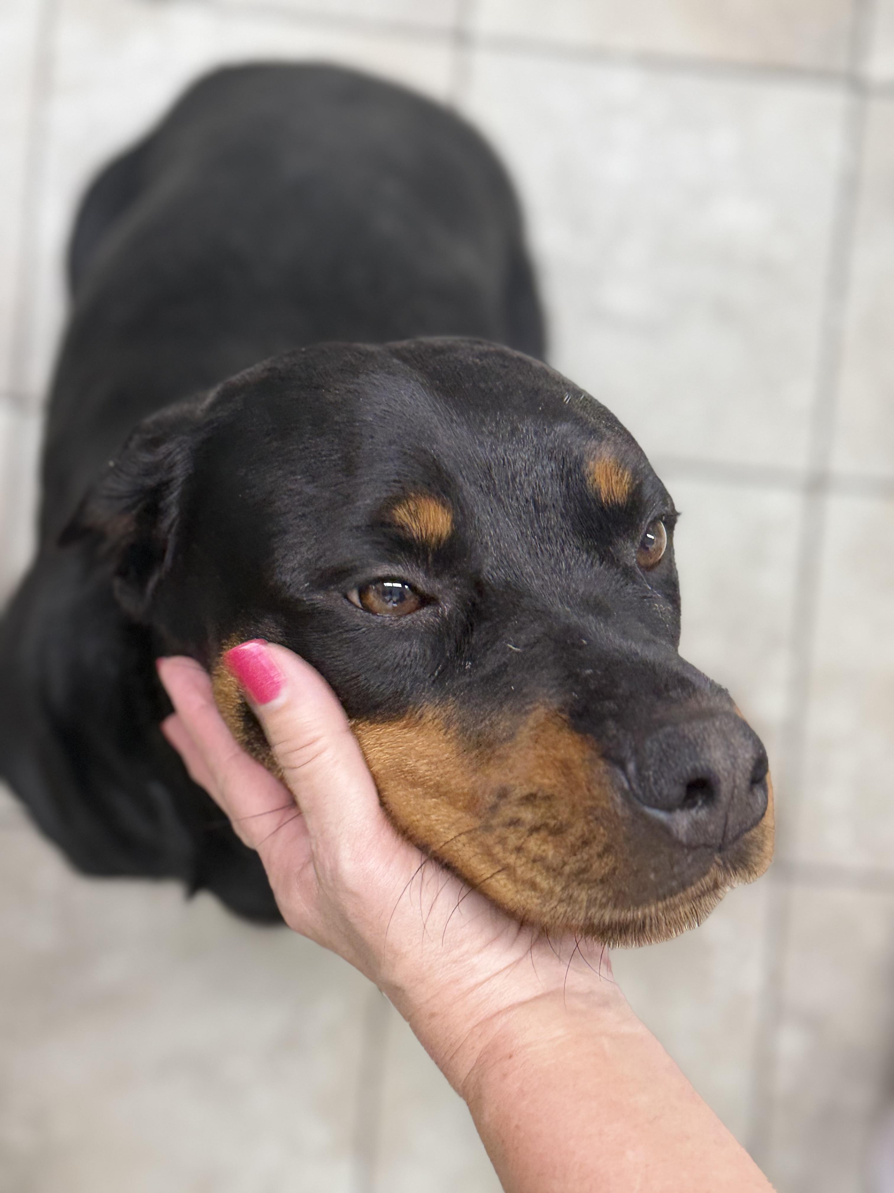 Enlarge Caddie, a Adoptable Rottweiler in Springhill, LA image 3/4