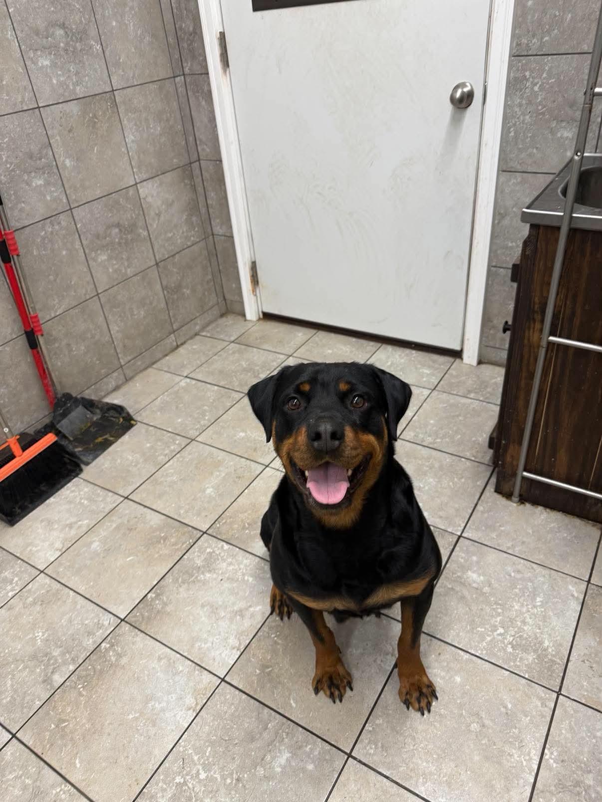 Enlarge Caddie, a Adoptable Rottweiler in Springhill, LA image 2/4