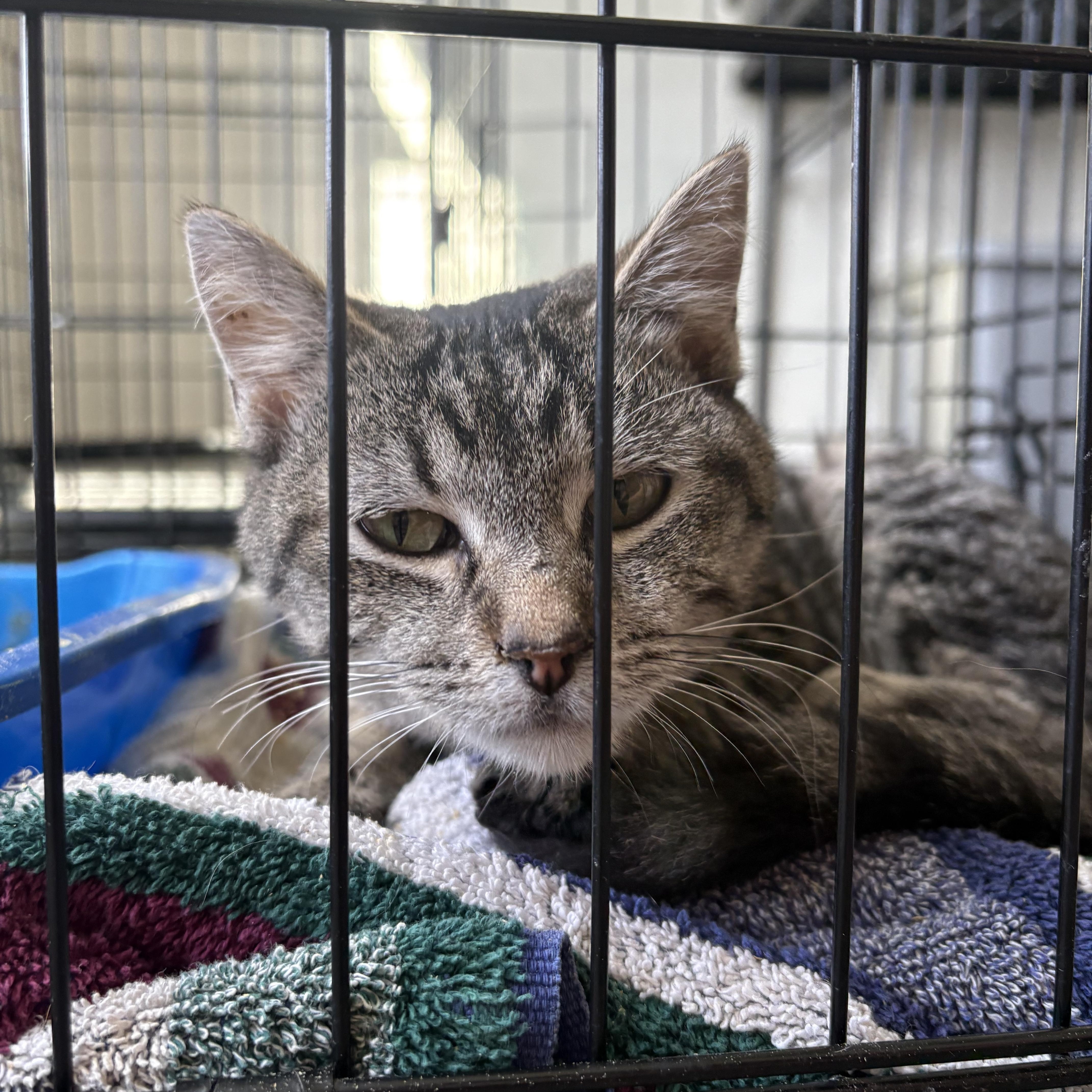 Mouse, Adopted, Adult Female Domestic Short Hair.