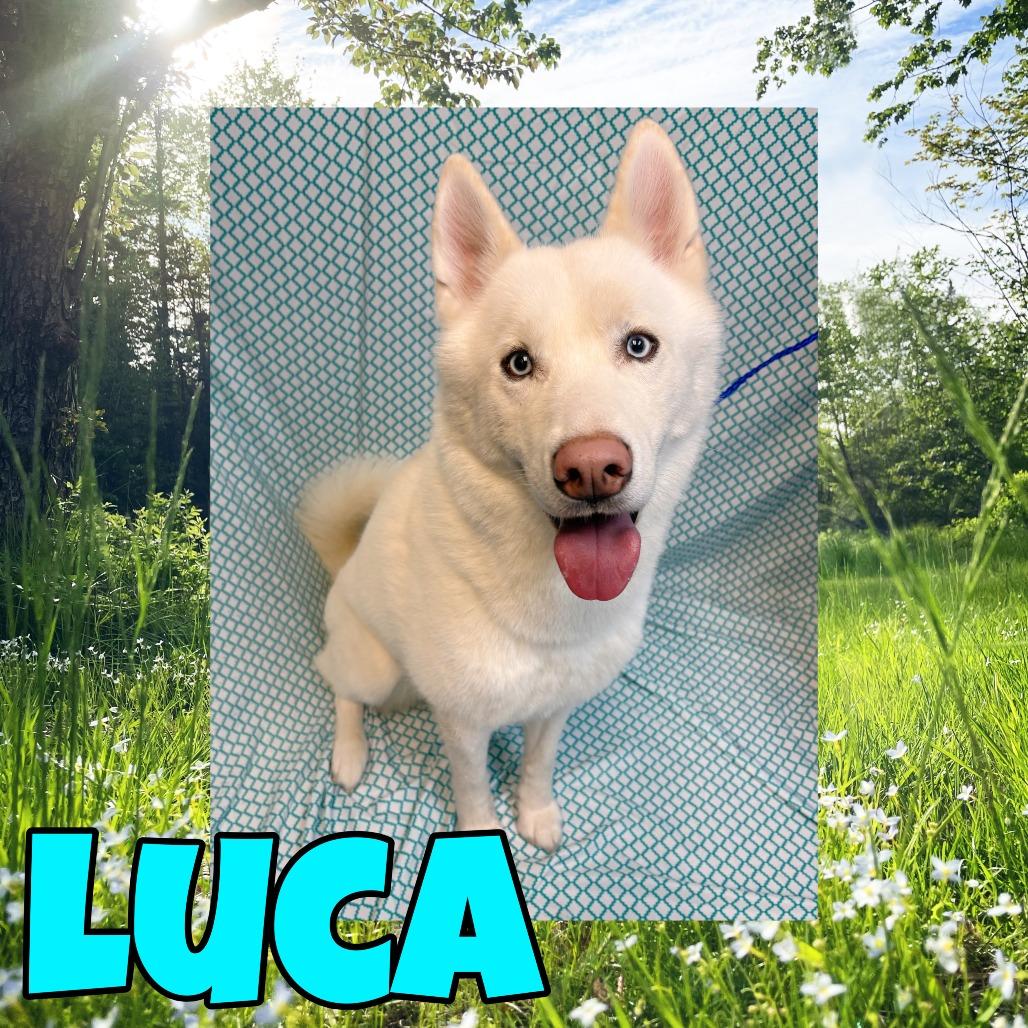 Enlarge Luca, a Adoptable mixed breed in Royse City, TX image 1/1