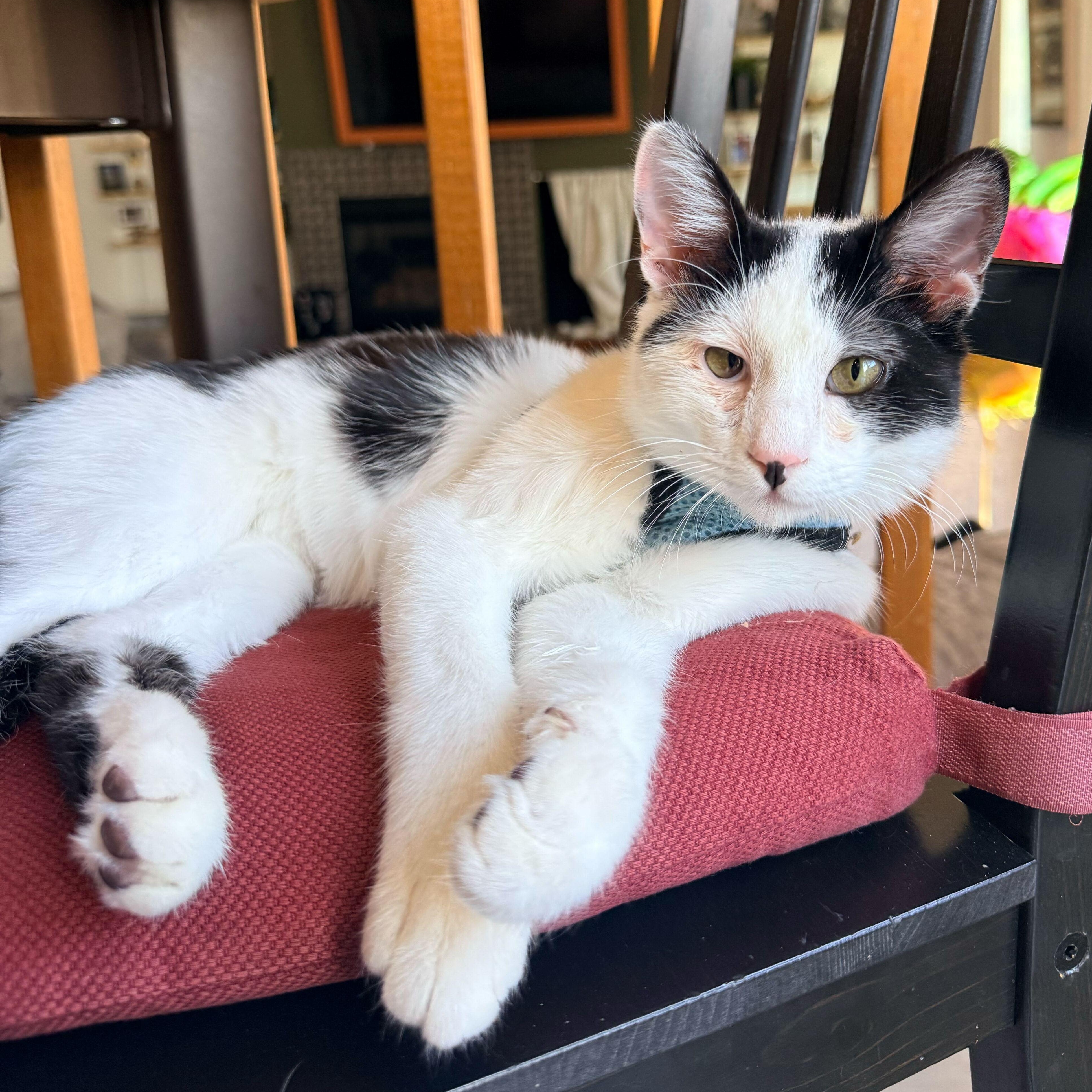 Chester Tierney, ADOPTABLE, Kitten Male Domestic Short Hair.