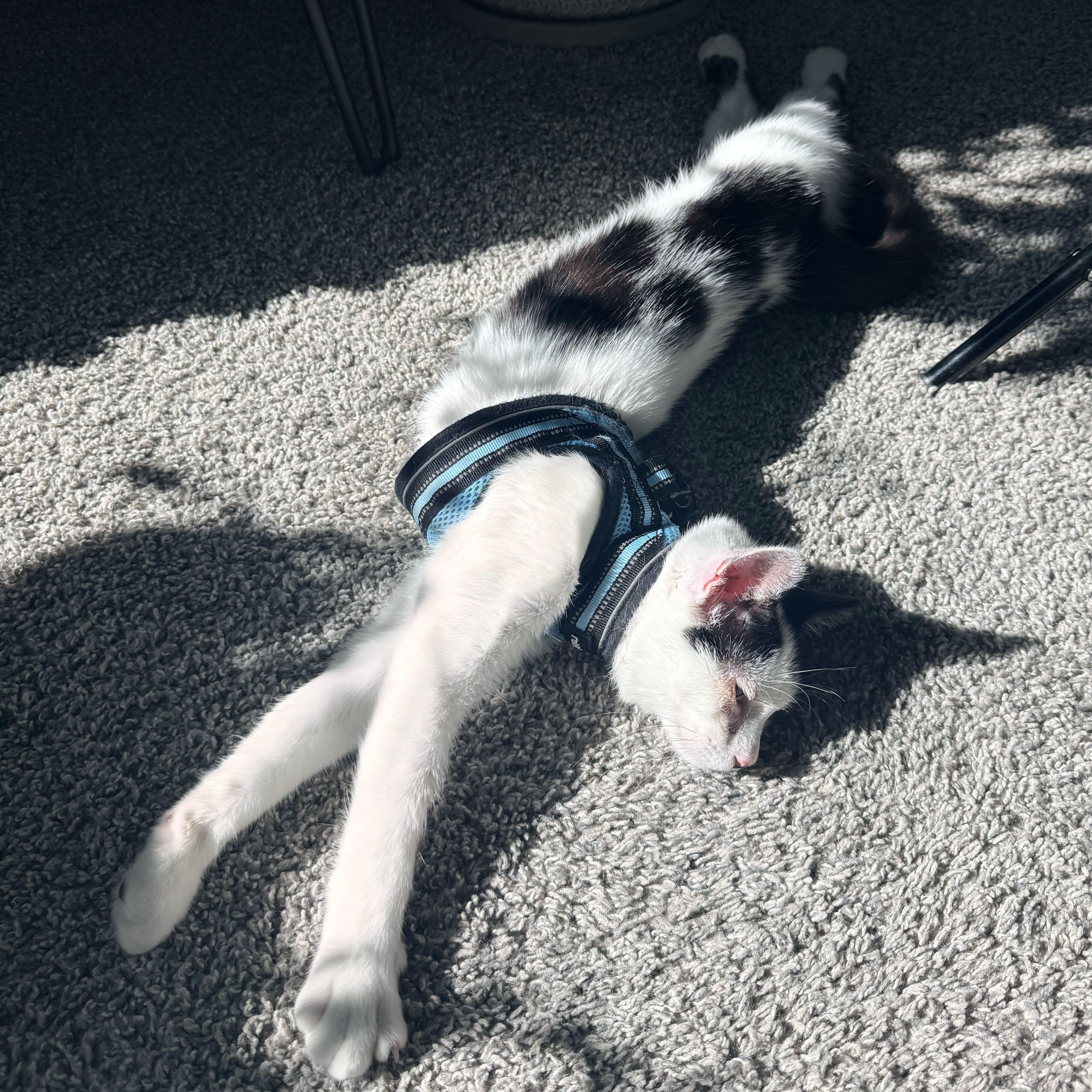 Enlarge Chester Vierra, a ADOPTABLE Domestic Short Hair in Denver, CO image 4/6