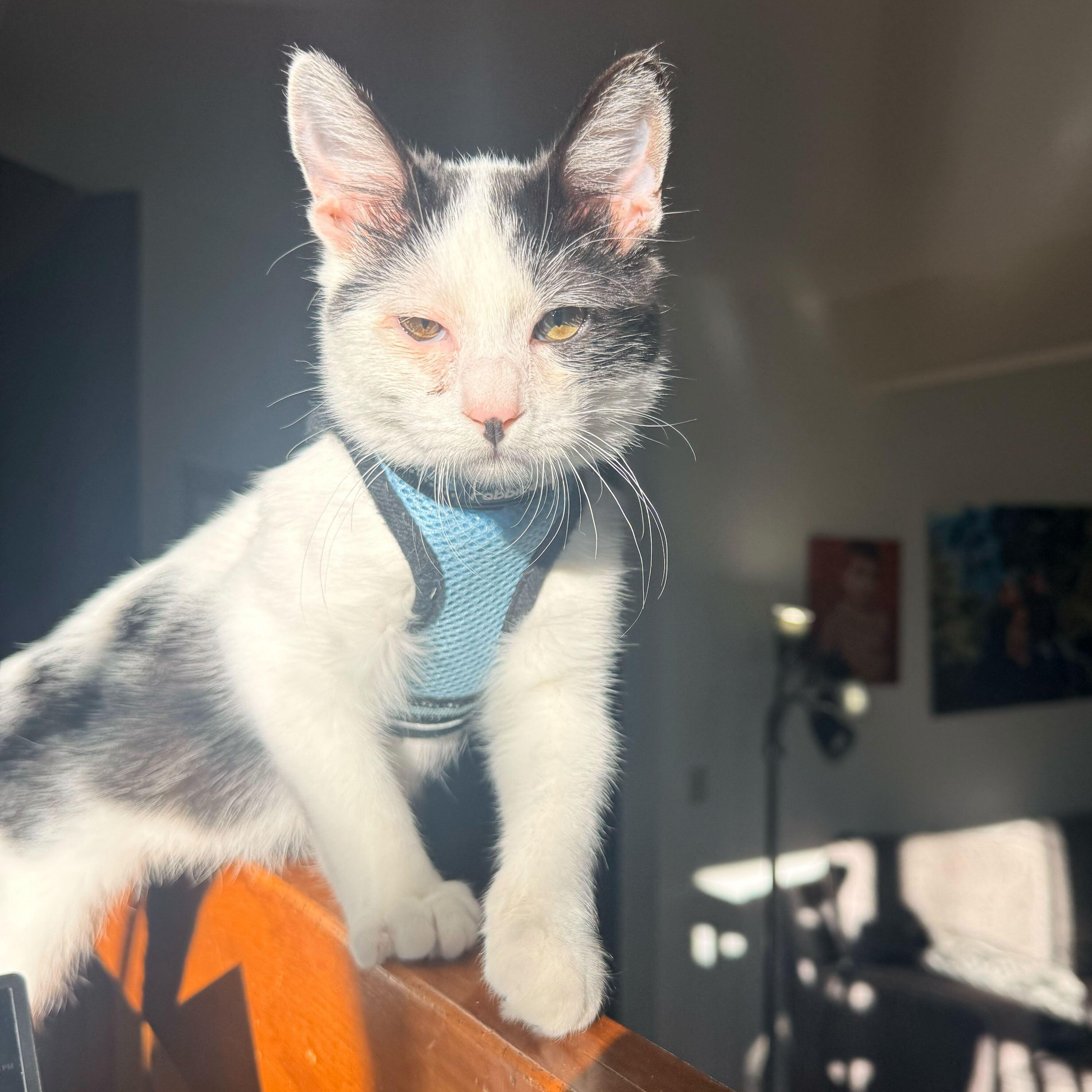 Enlarge Chester Vierra, a ADOPTABLE Domestic Short Hair in Denver, CO image 6/6