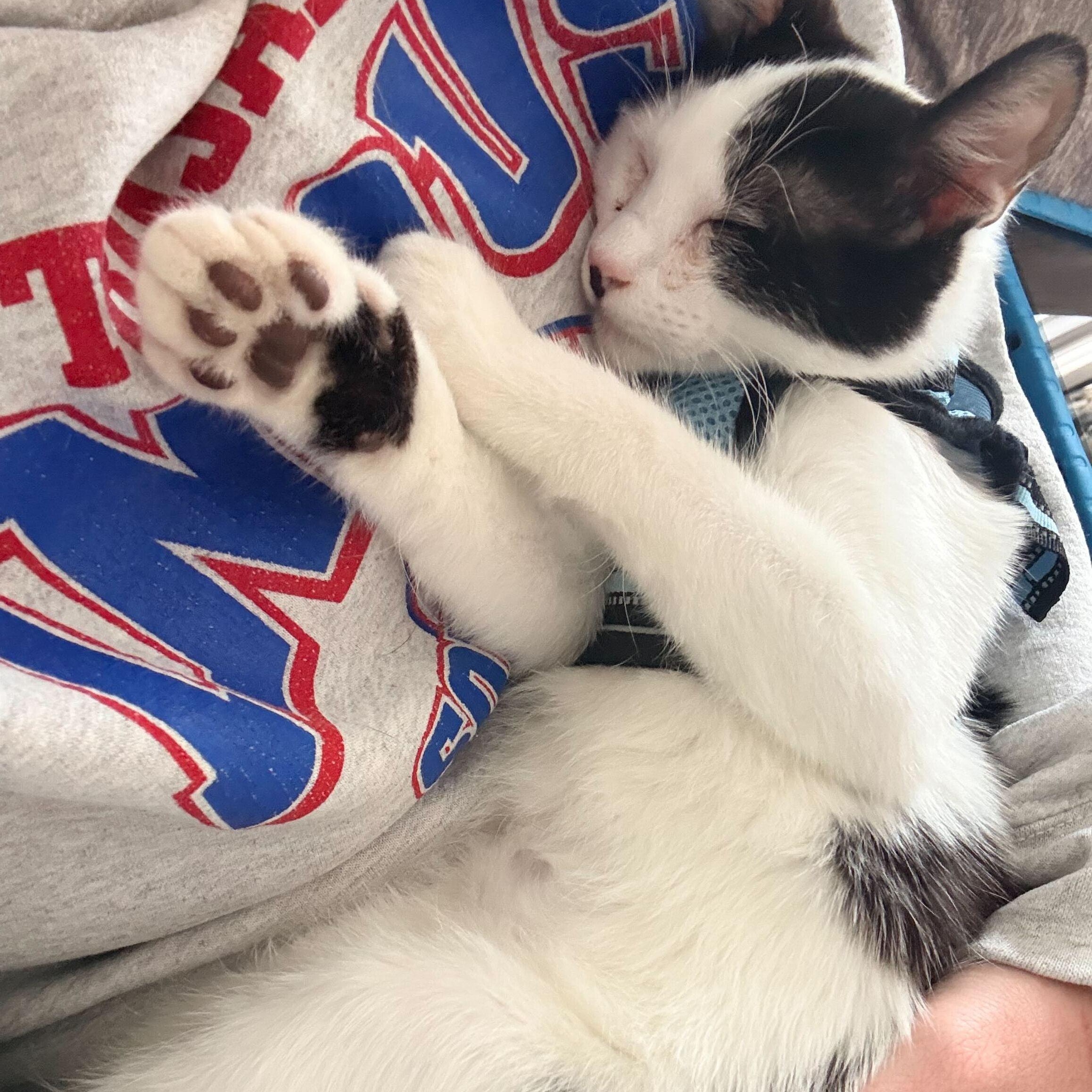 Enlarge Chester Vierra, a ADOPTABLE Domestic Short Hair in Denver, CO image 2/6