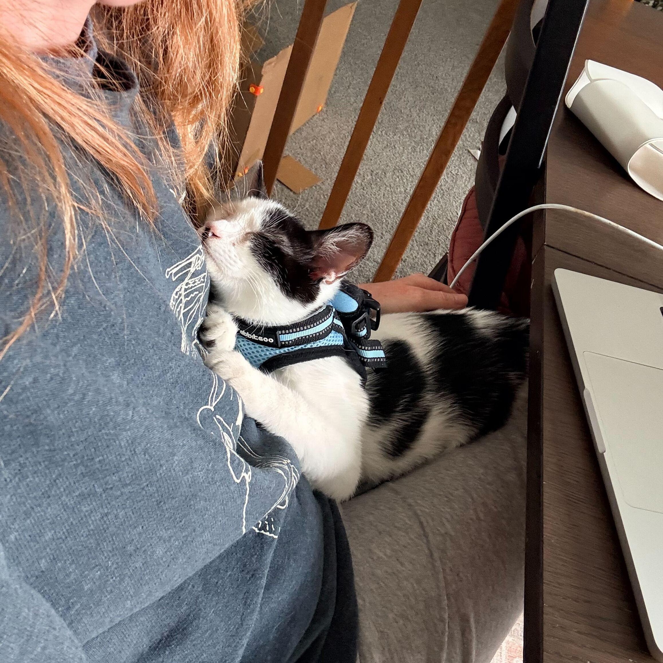 Enlarge Chester Vierra, a ADOPTABLE Domestic Short Hair in Denver, CO image 3/6