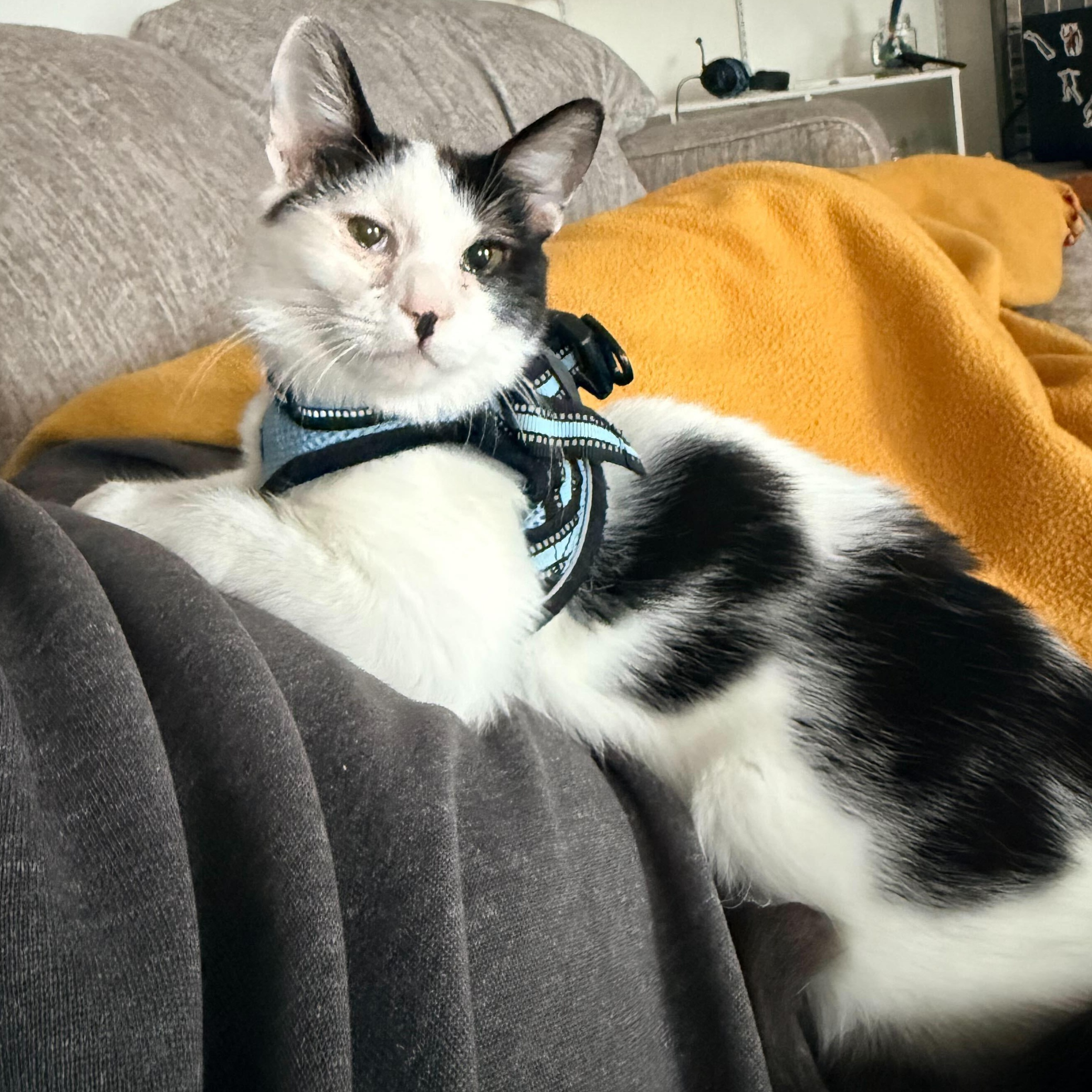 Enlarge Chester Vierra, a ADOPTABLE Domestic Short Hair in Denver, CO image 5/6