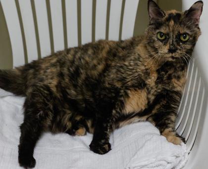Cali, Adoptable, Senior Female Domestic Medium Hair & Domestic Short Hair.