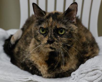 Enlarge Cali, a Adoptable mixed breed in Baraboo, WI image 2/3