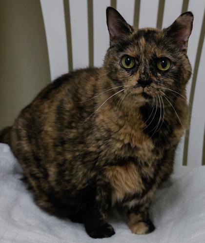 Enlarge Cali, a Adoptable mixed breed in Baraboo, WI image 3/3