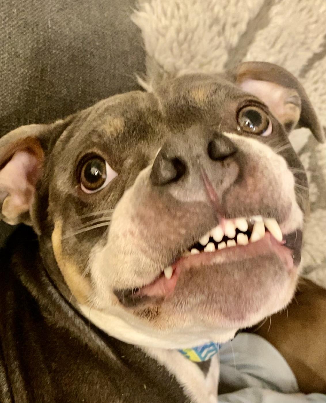 Ocean, Adoptable, Young Female American Staffordshire Terrier.