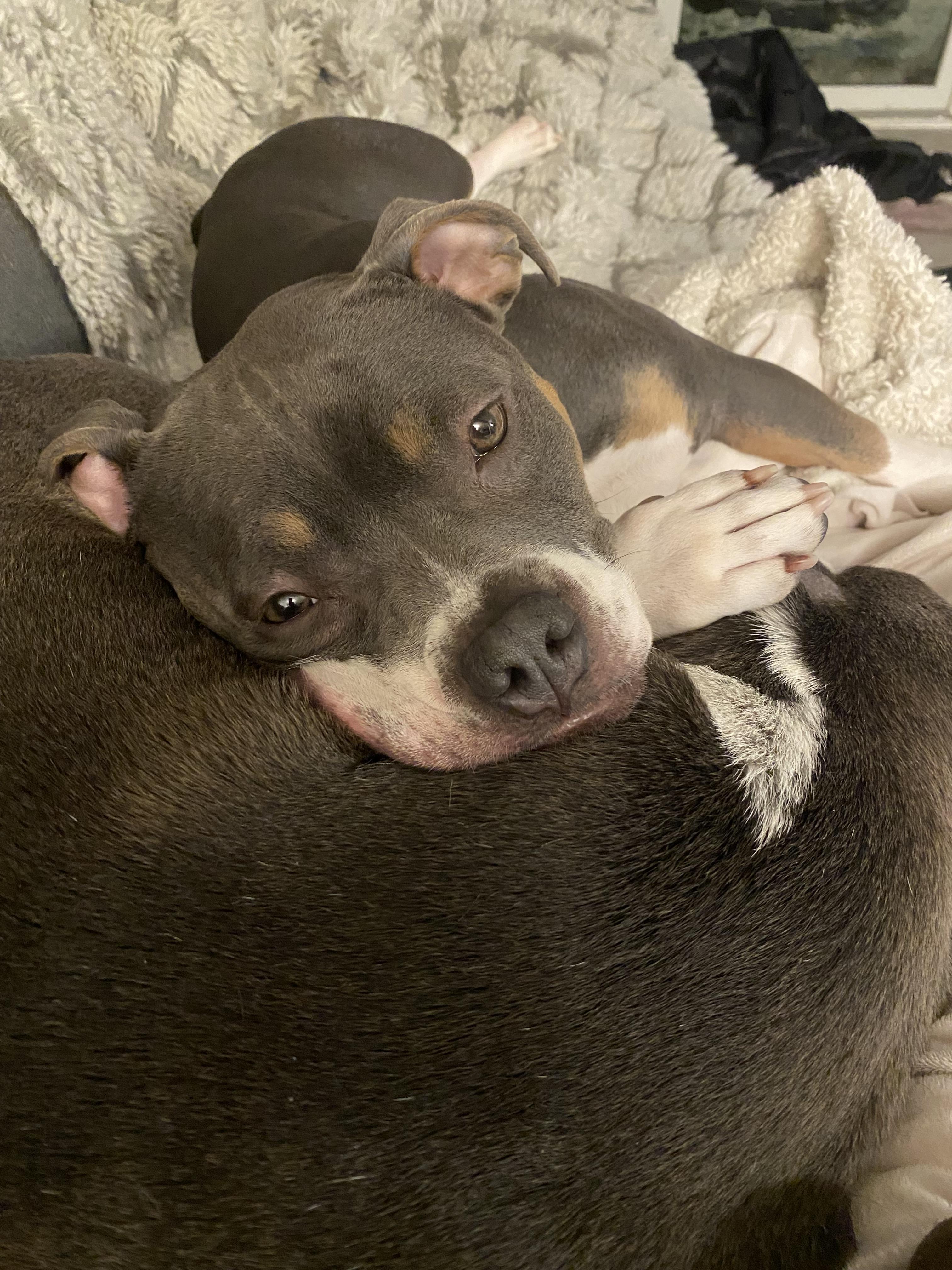 Enlarge Ocean, a Adoptable American Staffordshire Terrier in Minneapolis, MN image 3/6