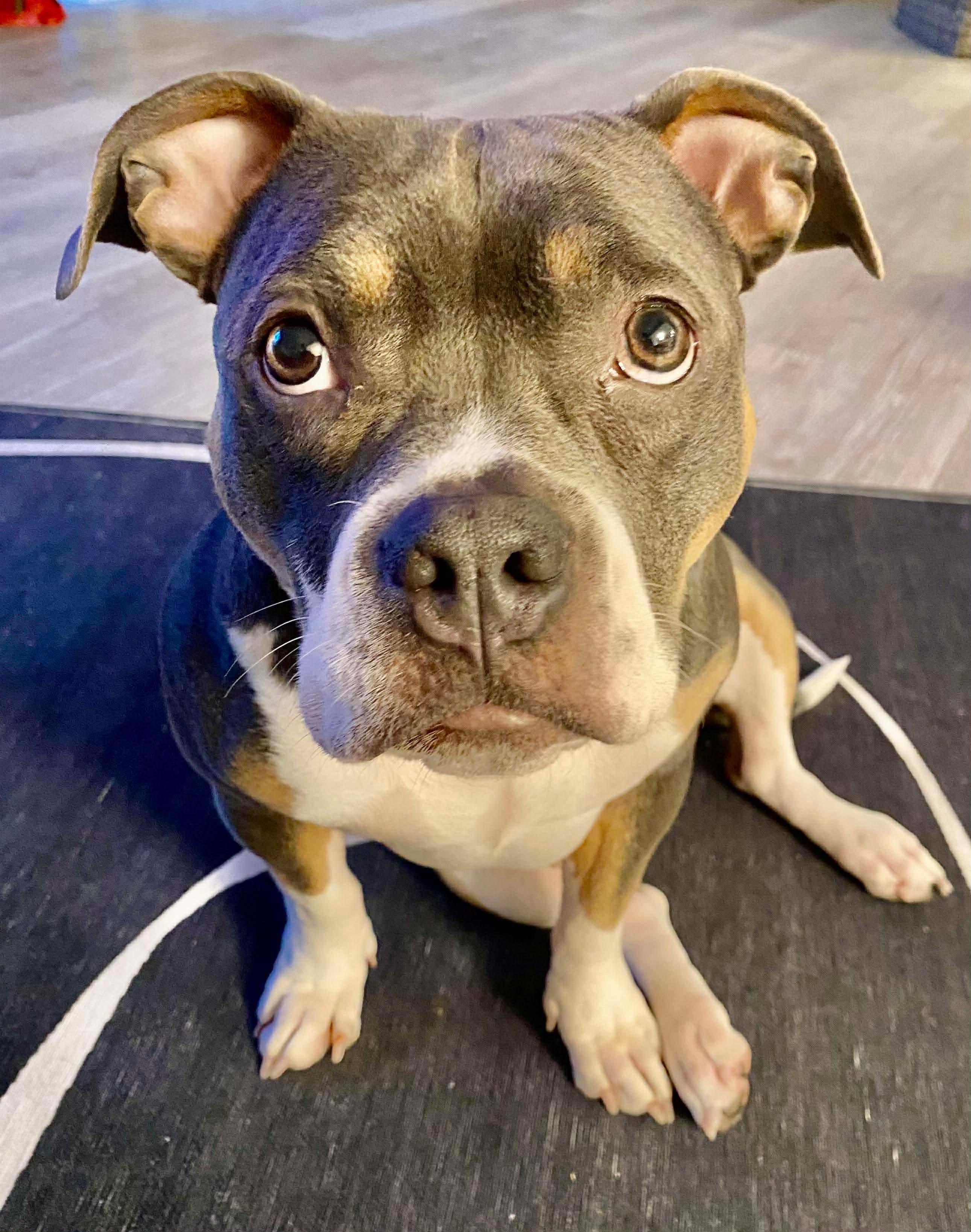 Enlarge Ocean, a Adoptable American Staffordshire Terrier in Minneapolis, MN image 5/6