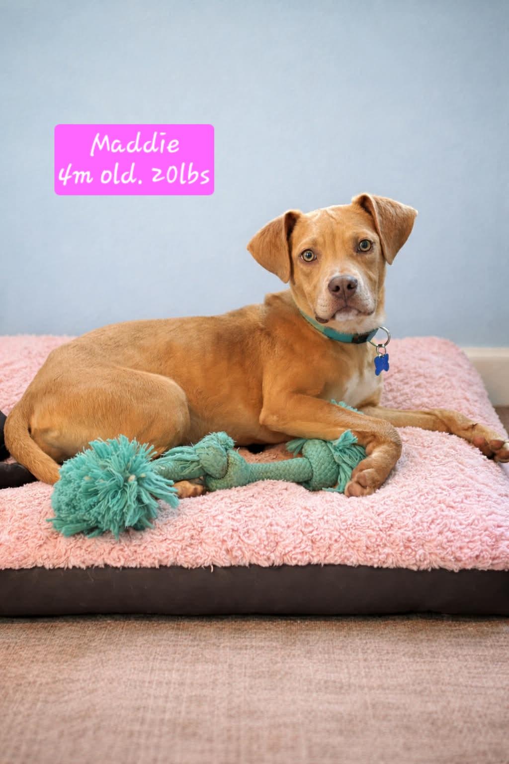 MADDIE, Adoptable, Puppy Female Mixed Breed & Terrier.