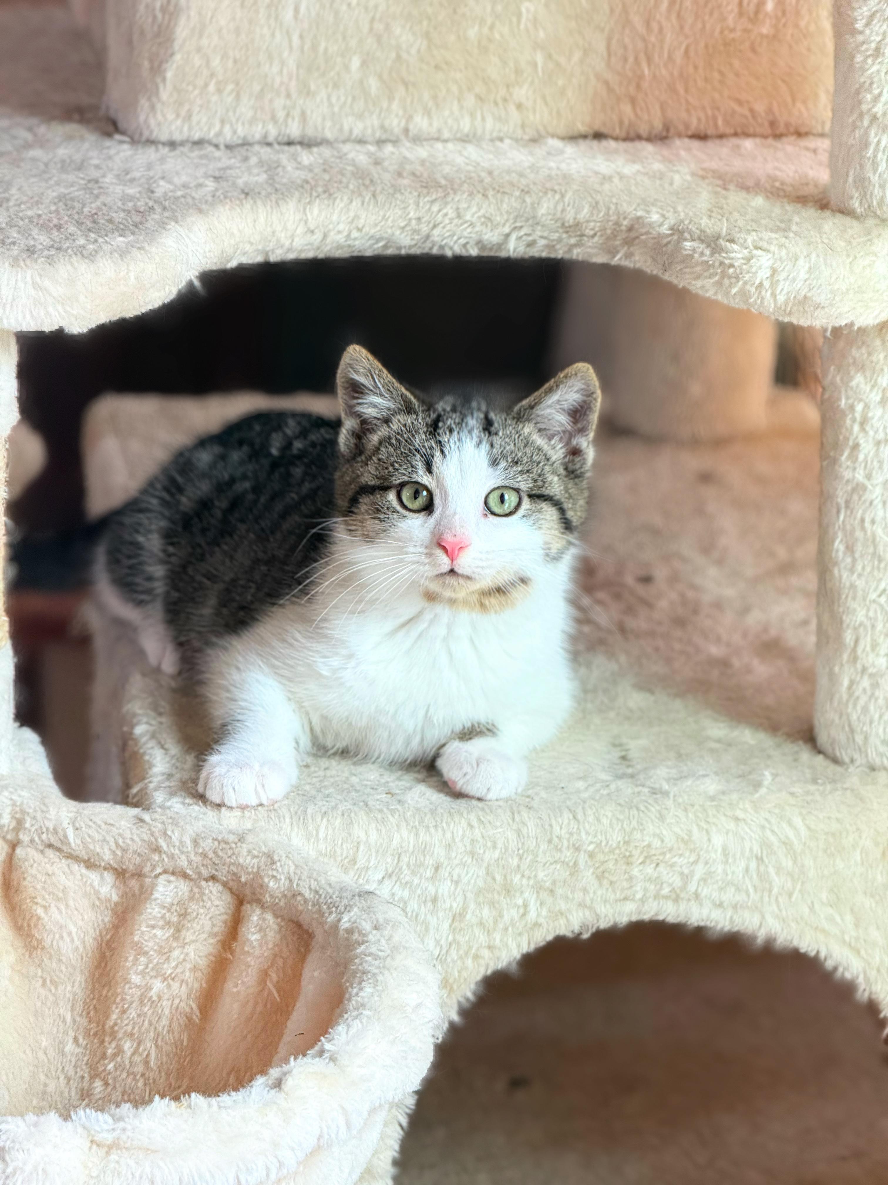 Exxon, an adopted American Shorthair in Murfreesboro, TN image 1/2