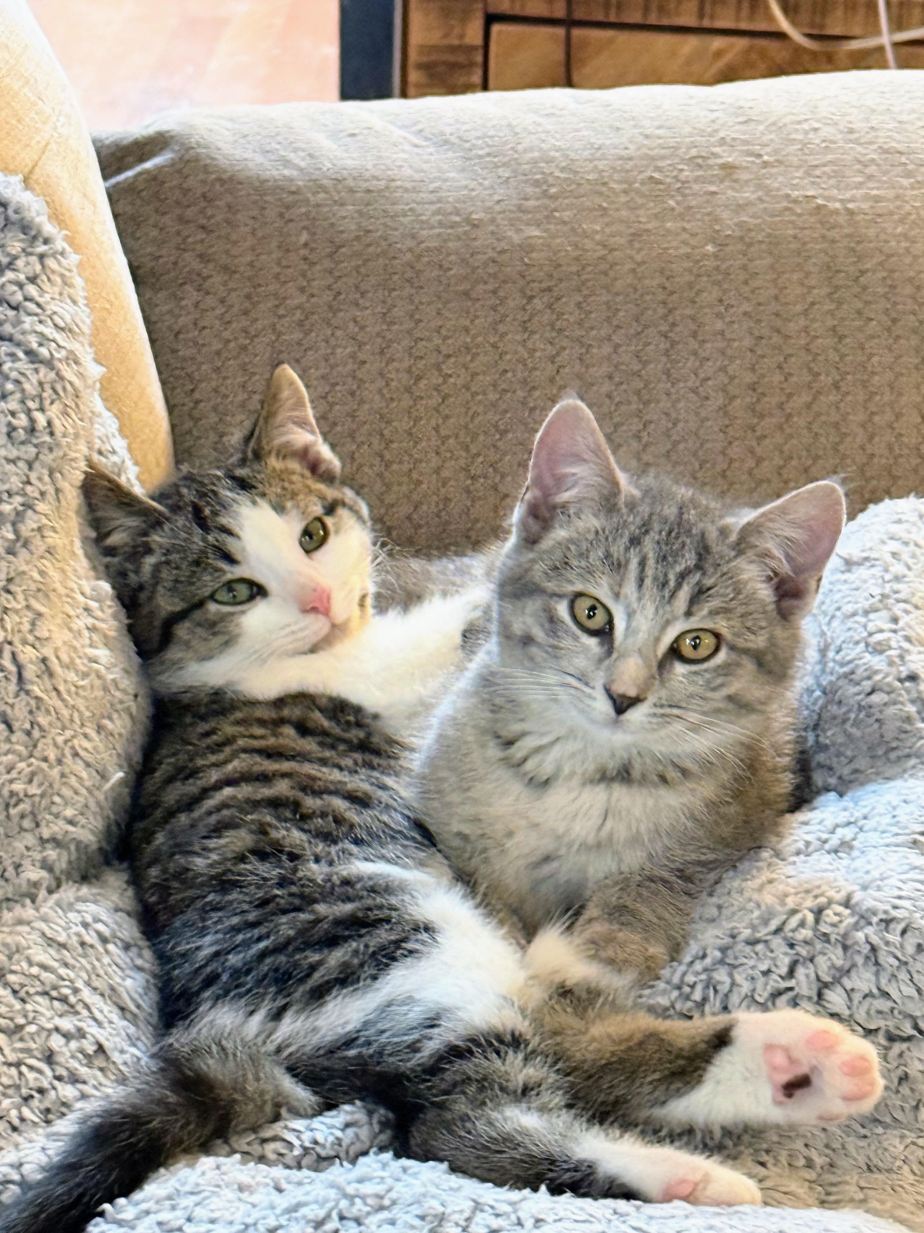 Exxon, an adopted American Shorthair in Murfreesboro, TN image 2/2