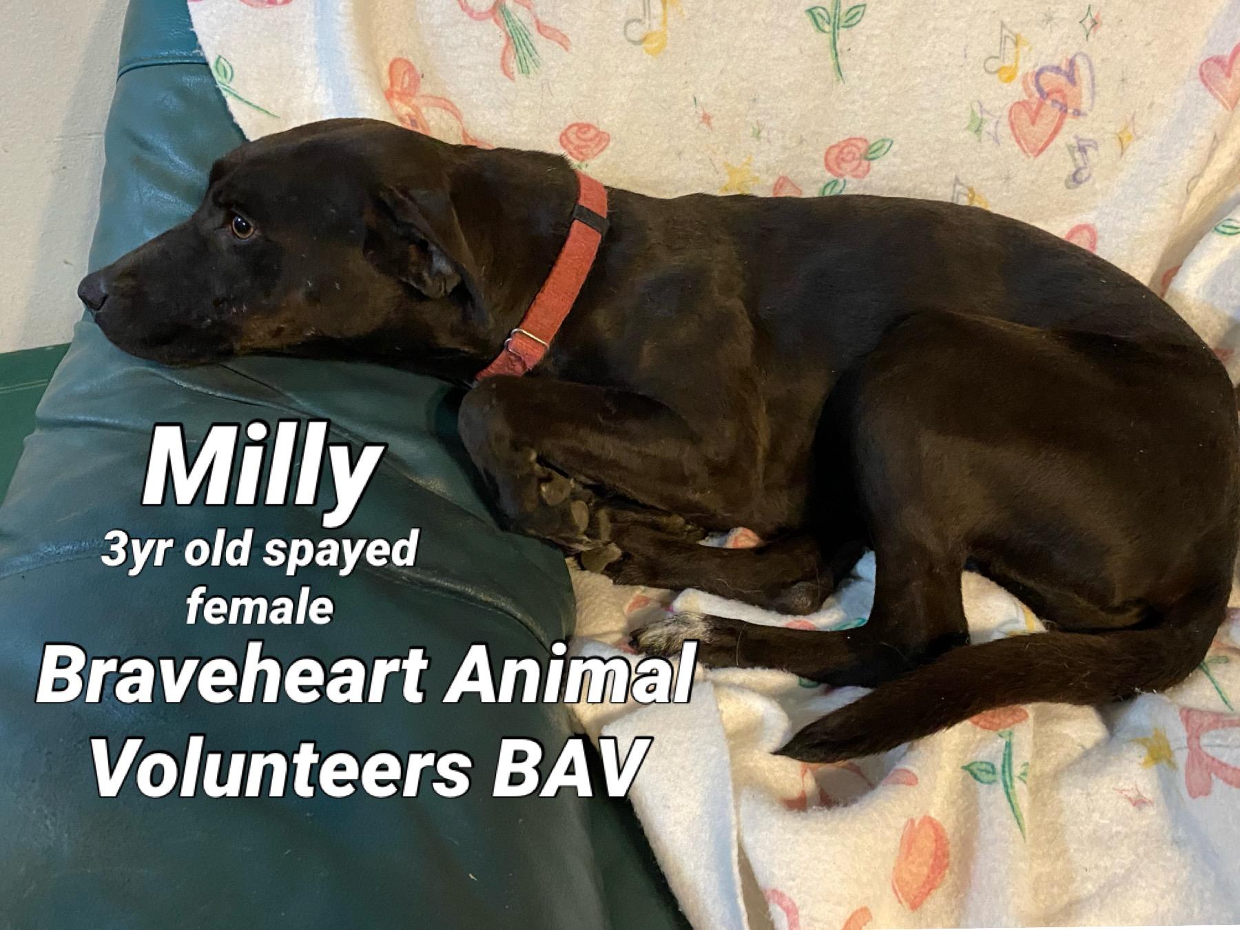 Milly, Adult Female unknown