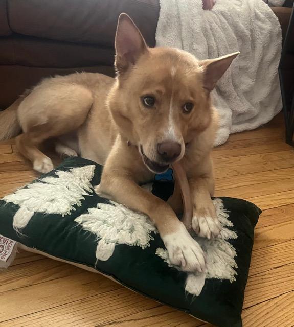 Henry Chestnut , a Adoptable mixed breed in Woodstock , VT image 2/6