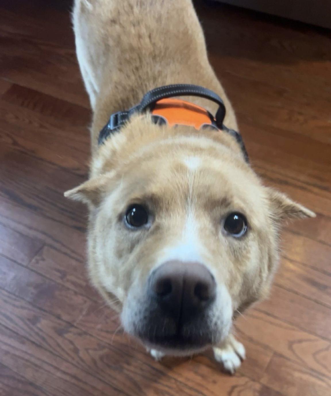 Henry Chestnut , a Adoptable mixed breed in Woodstock , VT image 6/6