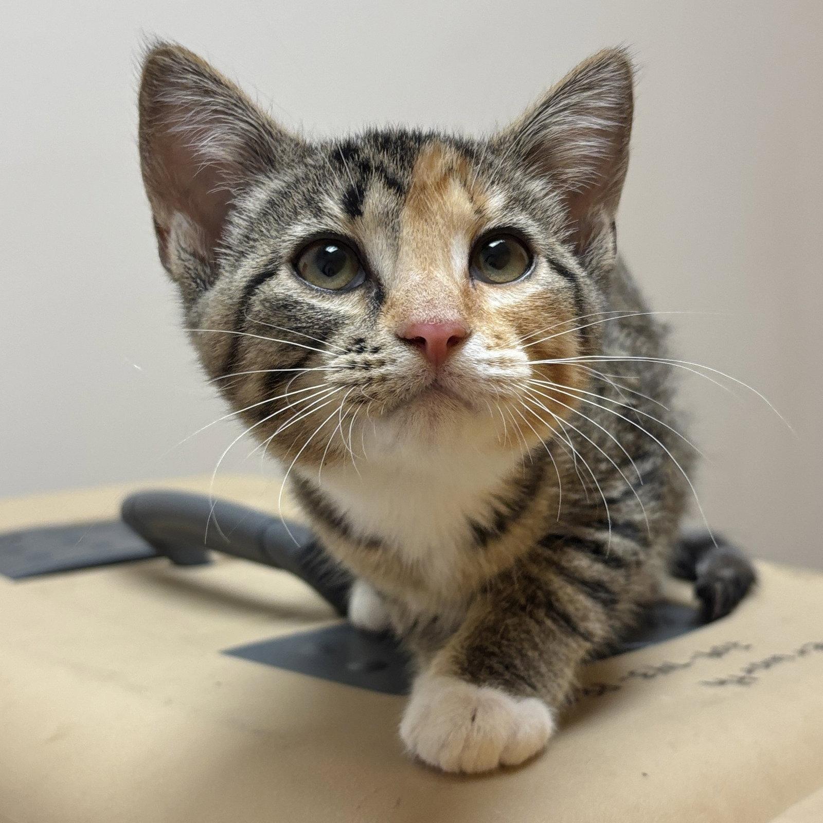 Sala, Adoptable, Kitten Female Domestic Short Hair.