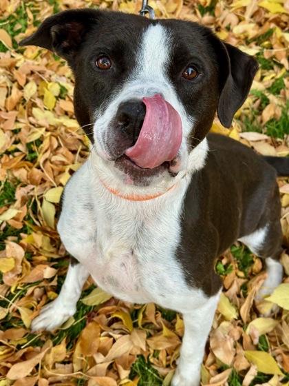 Enlarge Tux, a Adoptable mixed breed in Yakima, WA image 1/3