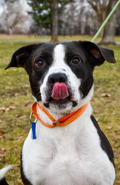 Enlarge Tux, a Adoptable mixed breed in Yakima, WA image 1/3