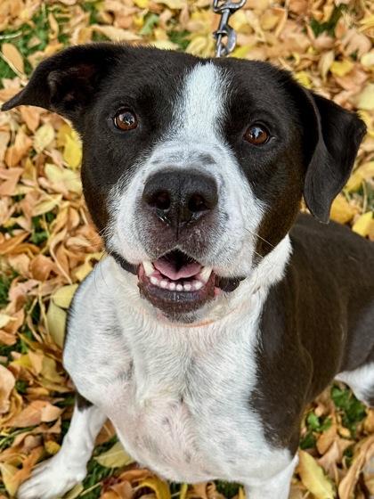 Enlarge Tux, a Adoptable mixed breed in Yakima, WA image 2/3
