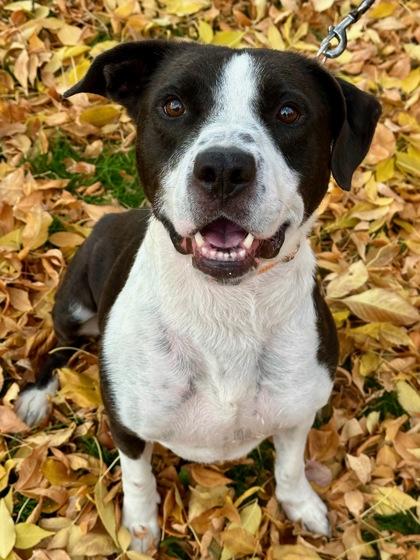 Enlarge Tux, a Adoptable mixed breed in Yakima, WA image 3/3