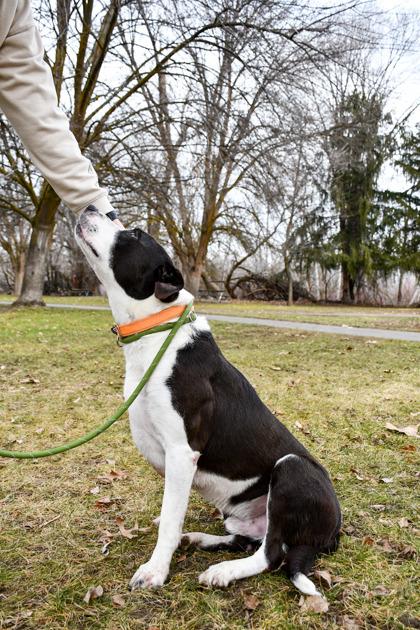 Enlarge Tux, a Adoptable mixed breed in Yakima, WA image 3/3
