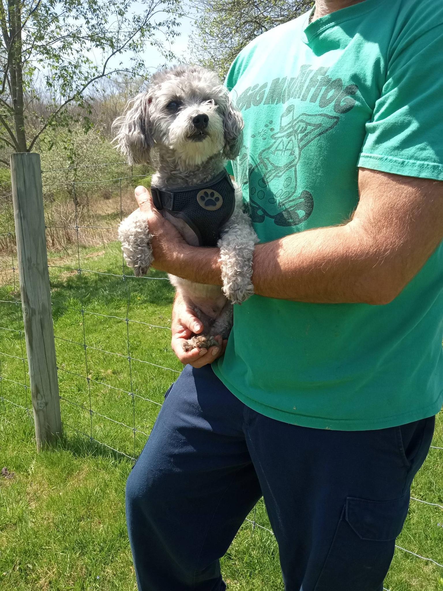 Enlarge Shadow, a ADOPTABLE mixed breed in Stuarts Draft, VA image 3/6