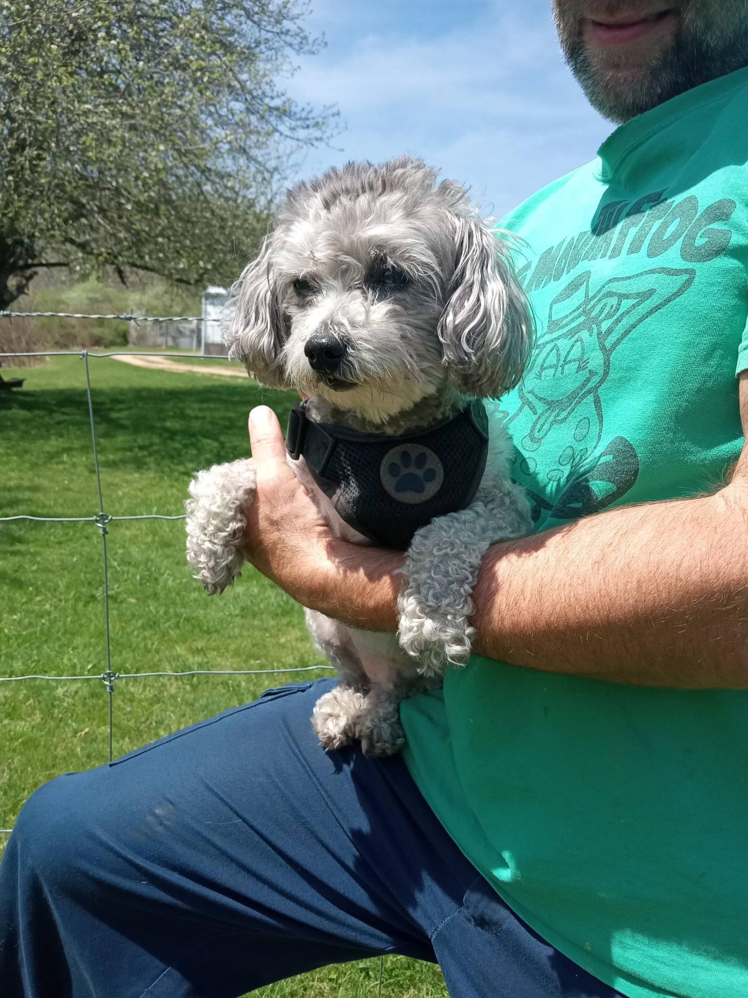 Enlarge Shadow, a ADOPTABLE mixed breed in Stuarts Draft, VA image 4/6