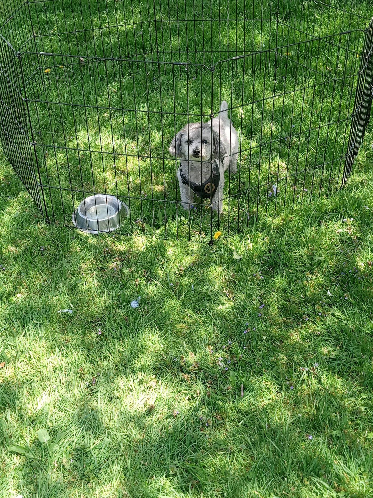 Enlarge Shadow, a ADOPTABLE mixed breed in Stuarts Draft, VA image 6/6