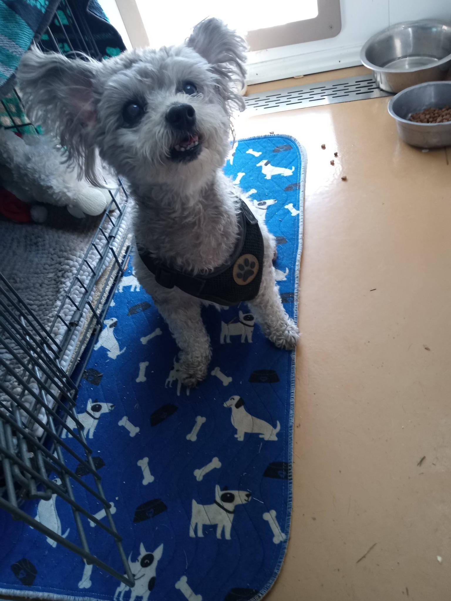 Enlarge Shadow, a ADOPTABLE mixed breed in Stuarts Draft, VA image 5/6