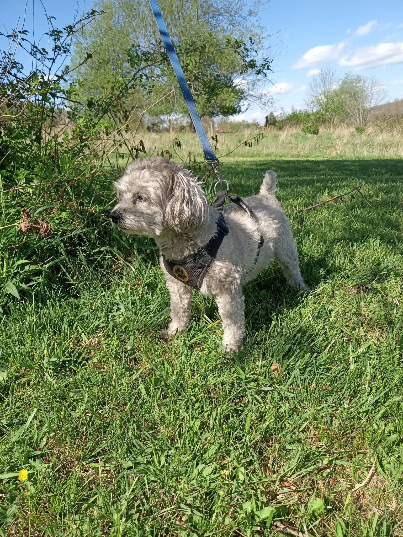 Enlarge Shadow, a ADOPTABLE mixed breed in Stuarts Draft, VA image 2/6