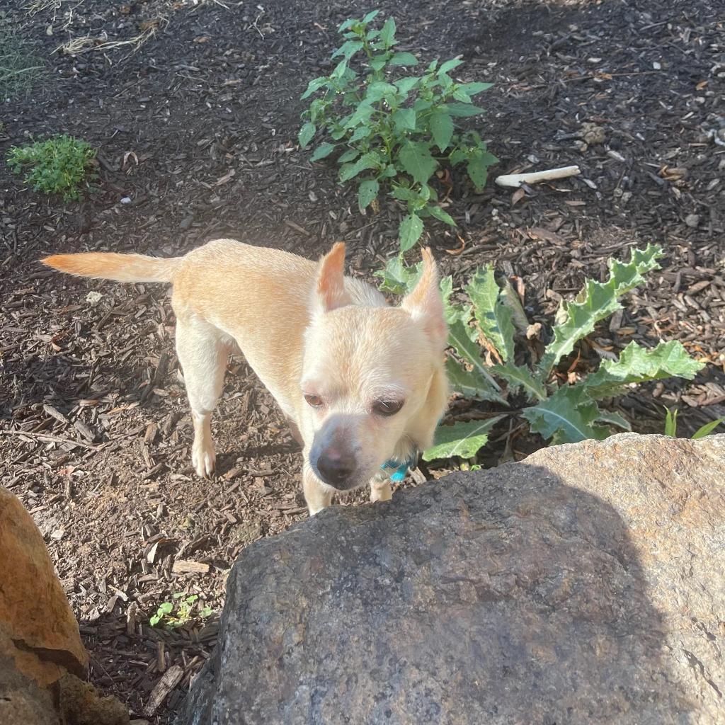 Enlarge Rezey, a Adoptable Chihuahua in Fond Du Lac, WI image 1/2