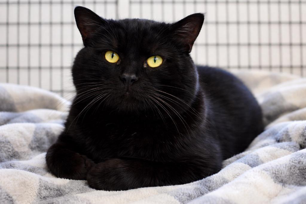 Milky Way, a Adoptable mixed breed in Ewing, NJ image 1/4