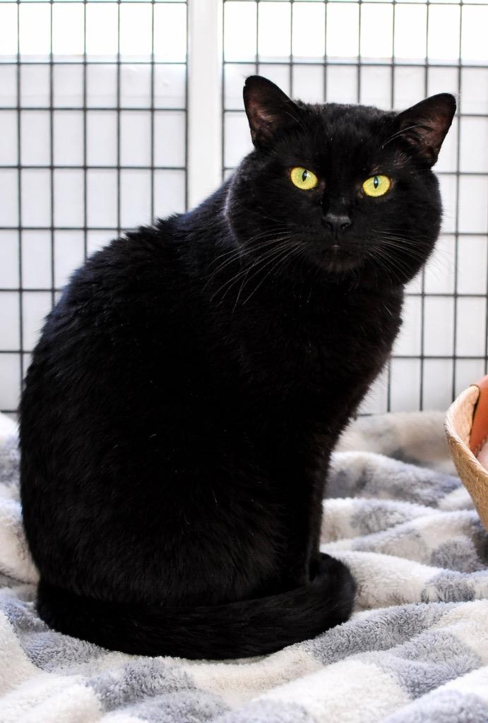 Milky Way, a Adoptable mixed breed in Ewing, NJ image 2/4