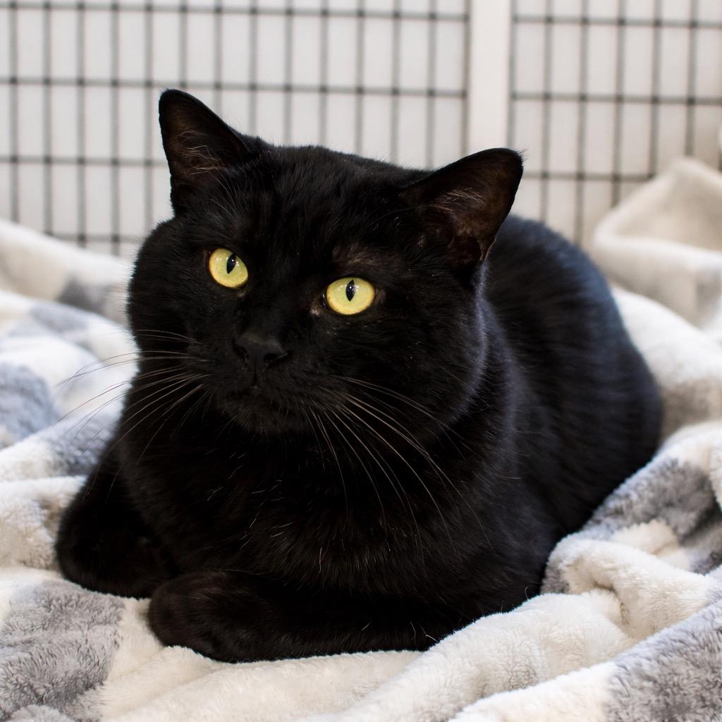 Milky Way, a Adoptable mixed breed in Ewing, NJ image 4/4