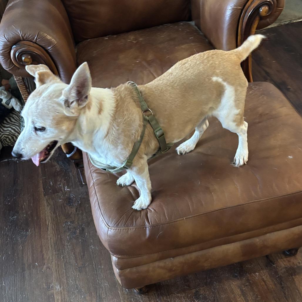 Jackson 2, Adoptable, Senior Male Jack Russell Terrier.