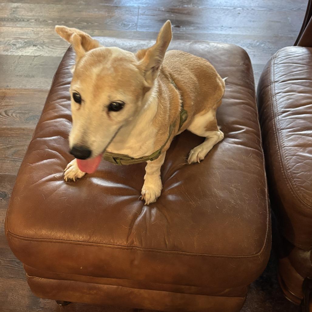 Jackson 2, a Adoptable Jack Russell Terrier in North Myrtle Beach, SC image 2/3