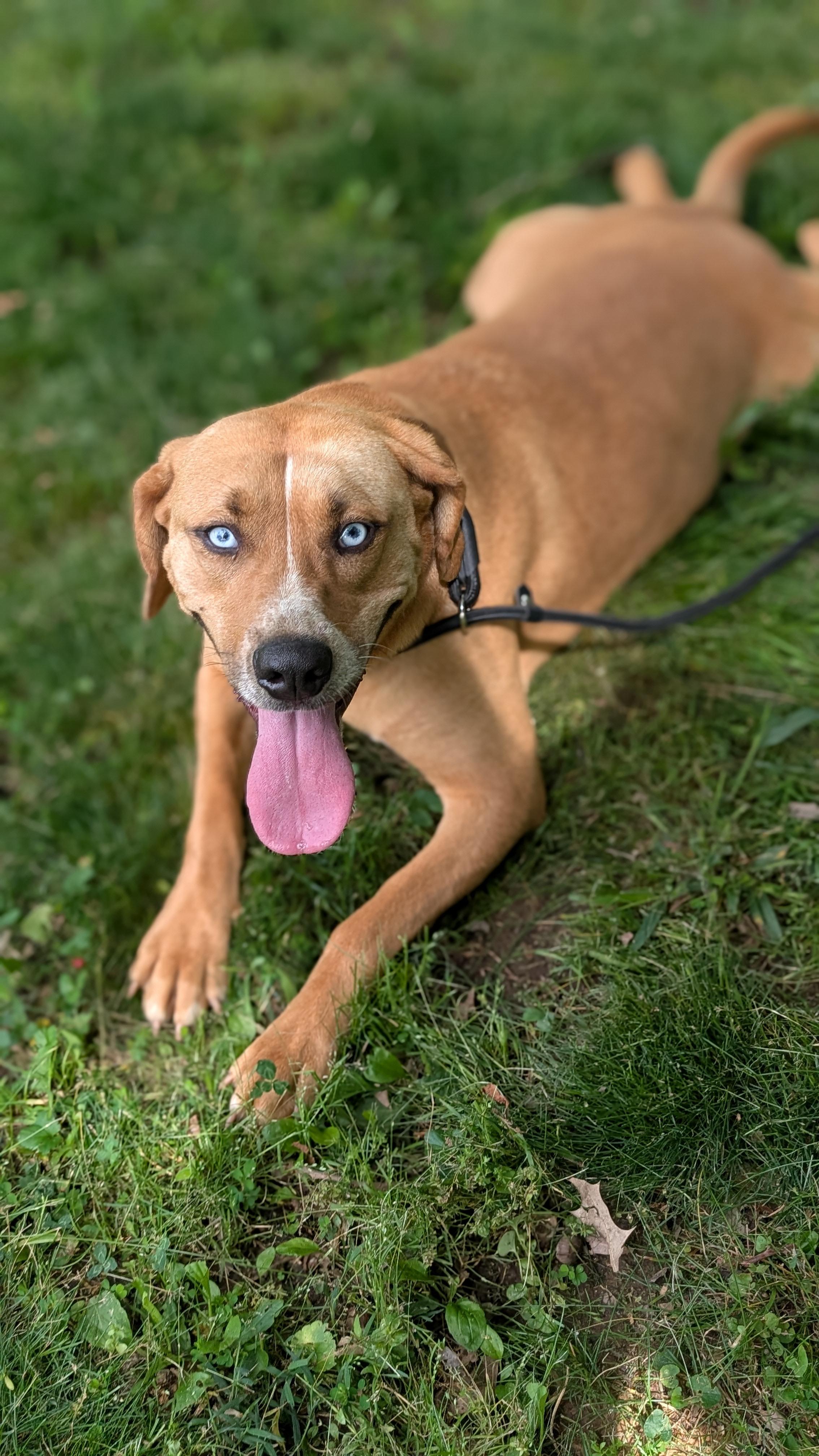 Jasmine, a Adoptable Mixed Breed in Joppa, AL image 6/6